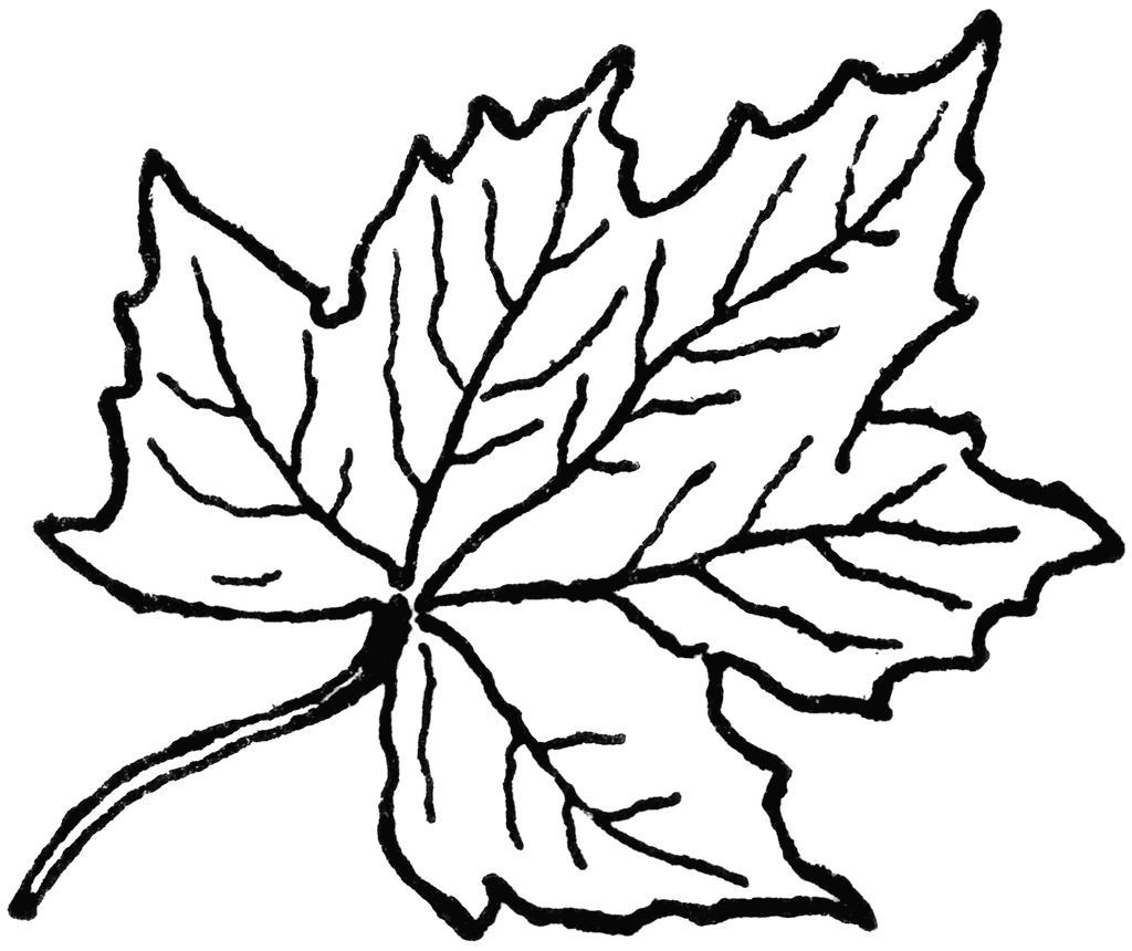 Leaf Line Art