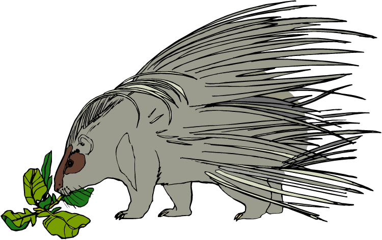 Free Porcupine Clipart