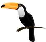 toucan_vector_psd_by_sed_rah_stock-d2rnm77.png