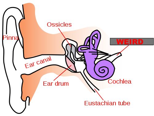 Weird Ears | NewMusicBox