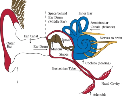 Ear infections (detailed) | kidshealth