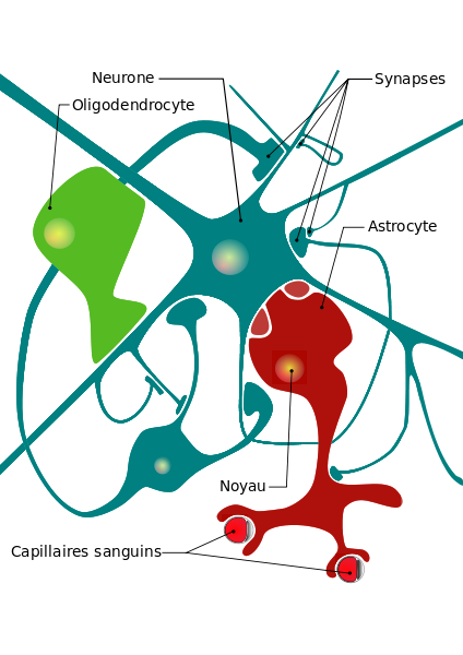 Neuron glial cells diagram fr.svg