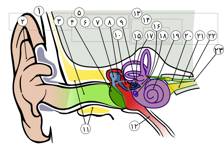 Anatomy of the Human Ear in farsi numbers.svg