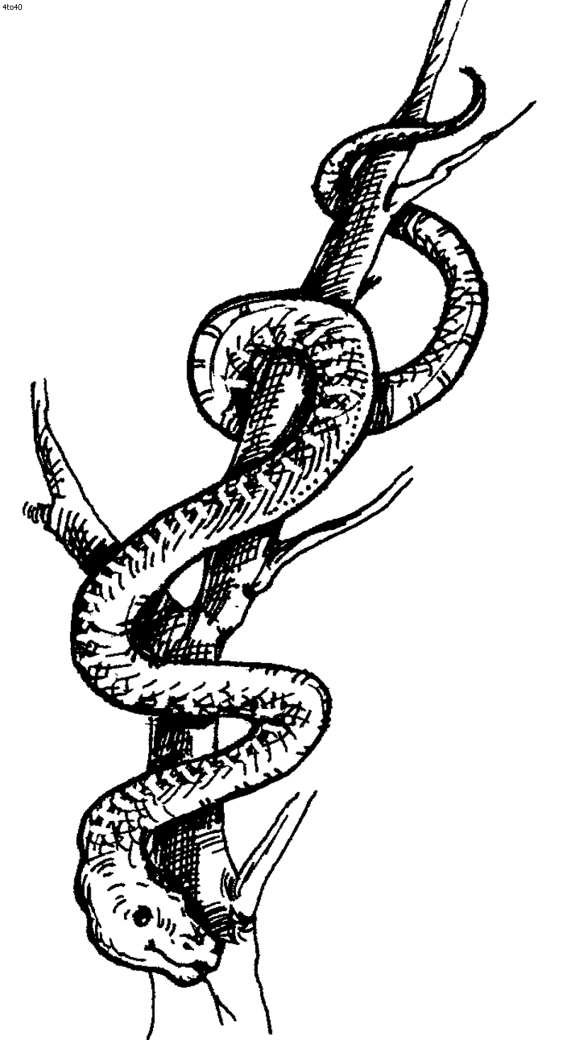 Printable Images of Snake Coloring Book, Printable Images of Snake ...