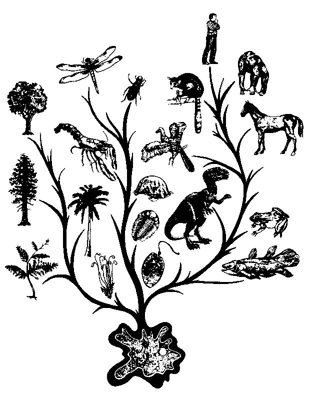 36: Evolution Explodes, Gets Hung on a Phylogenetic Tree ...