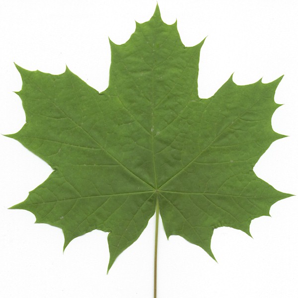 big leaf maple clip art