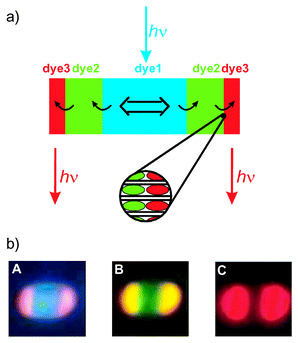 Photonic antenna system for light harvesting, transport and ...