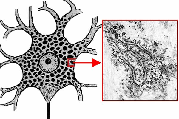 Neurons - Image 7