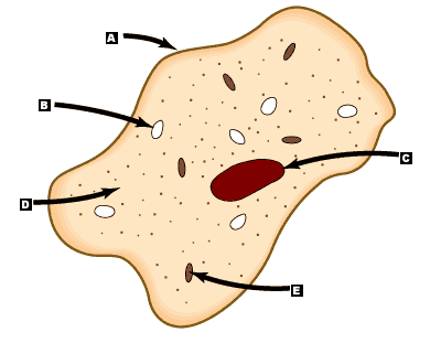 au_sch_phillips_sci2_1|Cells|Review Questions