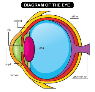 Ms. Boughey's 3rd Grade: Introduction to Eye Anatomy - ClipArt Best ...