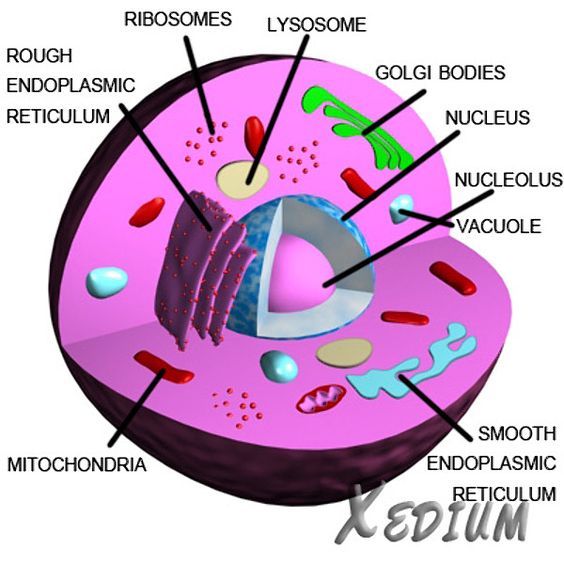 Animal Cell Label And Color