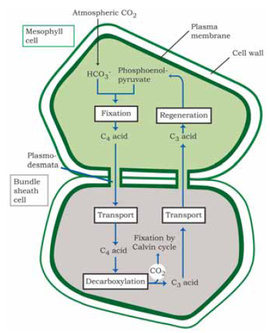 13. Photosynthesis in higher plants | Textbooks - ClipArt Best ...
