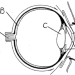 Blank Diagram Of The Eye - AoF.com