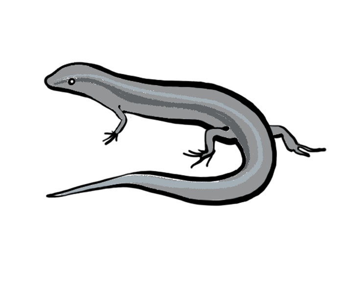 Lizard illustration.jpg - ClipArt Best - ClipArt Best