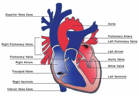 Heart Diagram For Kids - ClipArt Best