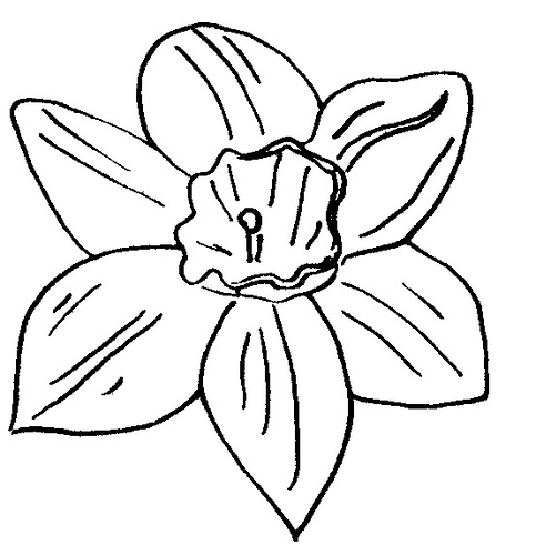 Daffodil Line Drawing - ClipArt Best