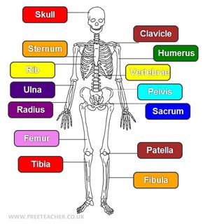 Functions Of The Skeleton - ClipArt Best
