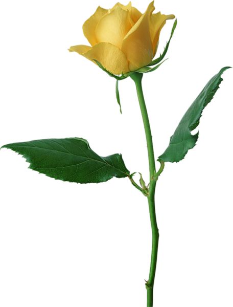 Yellow Rose Clip Art Free - ClipArt Best