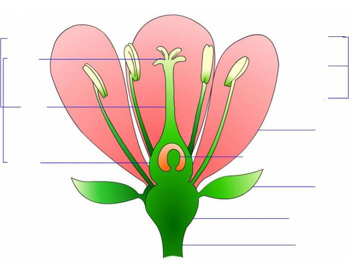 Blank Flower Diagram