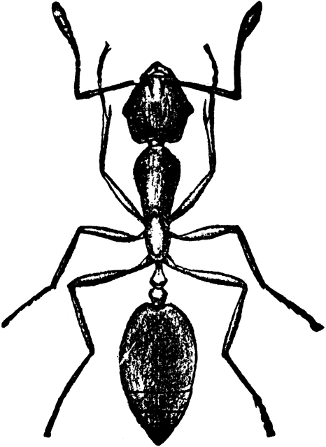 Ant Line Drawing - ClipArt Best