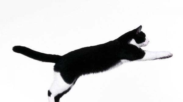 Jumping Cat - ClipArt Best