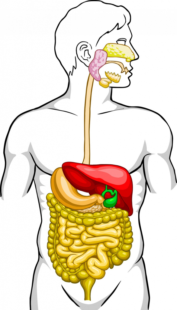 Digestive System Diagram Blank - ClipArt Best