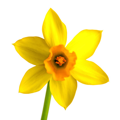 Daffodil Flower Isolated White Background Pictures, Images and ...