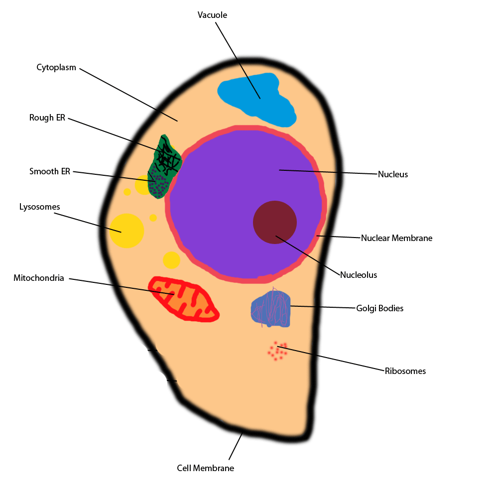 Animal Cell Label Diagram