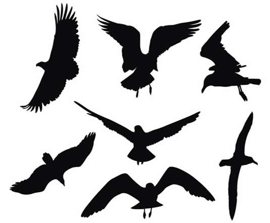 Silhouette Birding - ChatterBirds Birdwatching Blog - ClipArt Best ...