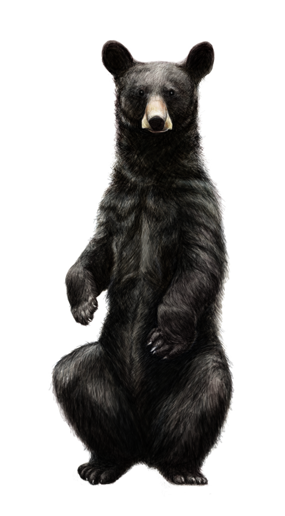 Black Bear Sketches - ClipArt Best