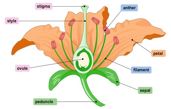 Flower With Labels - ClipArt Best