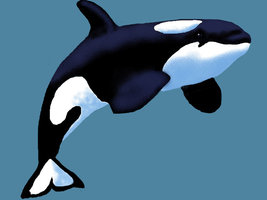 Orca Drawings - ClipArt Best