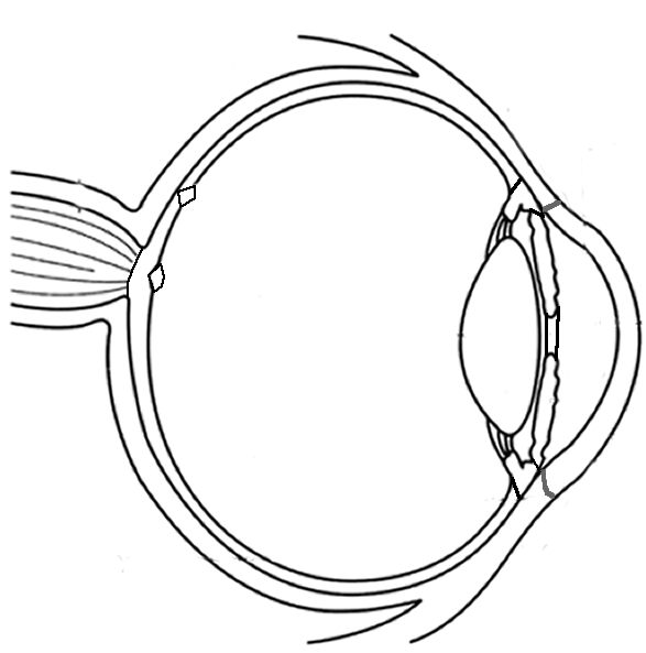 Eye diagram clipart