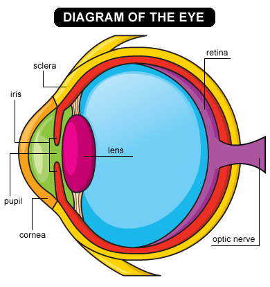Eye Diagram Image - AoF.com