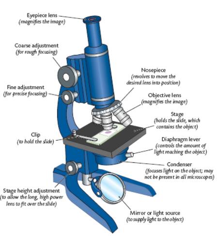 Microscope Parts And Functions Worksheets