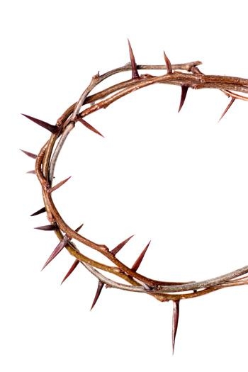 Crown Of Thorns #24 Crowns Of Thorns - 6pmchajian.