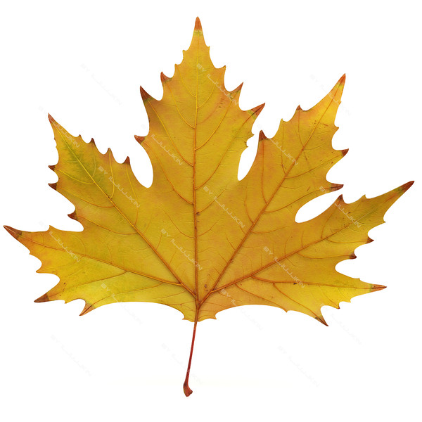 leaves maple leaf 3d model - ClipArt Best - ClipArt Best