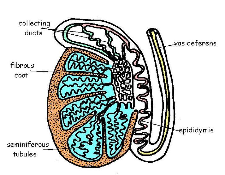 Male Reproductive System Labeled Diagram - ClipArt Best