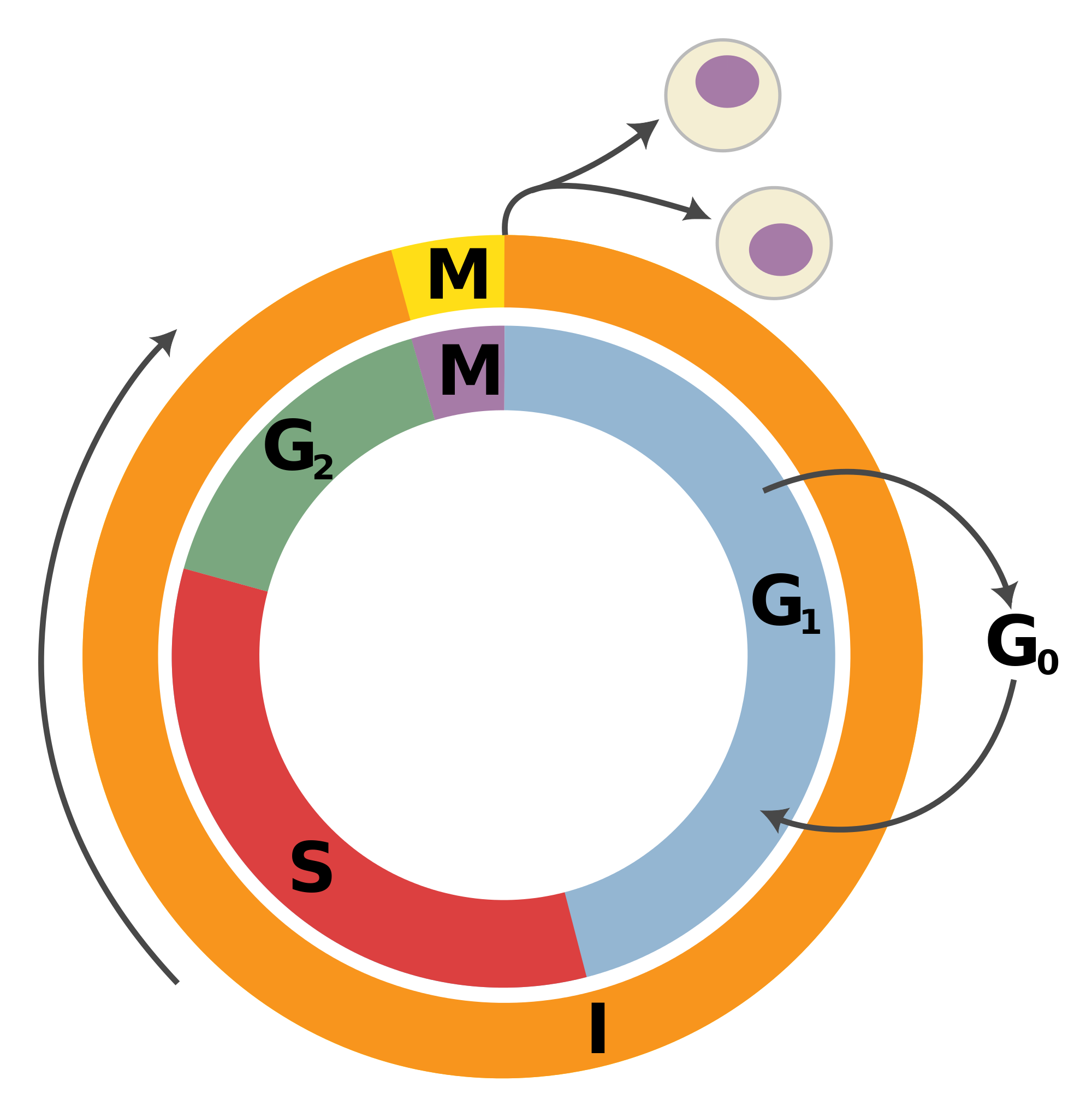 G1 Phase G2 Phase Cell Cycle Mitosis Interphase Png Clipart - Vrogue