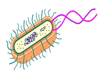 Digestive System Diagram Unlabeled - ClipArt Best