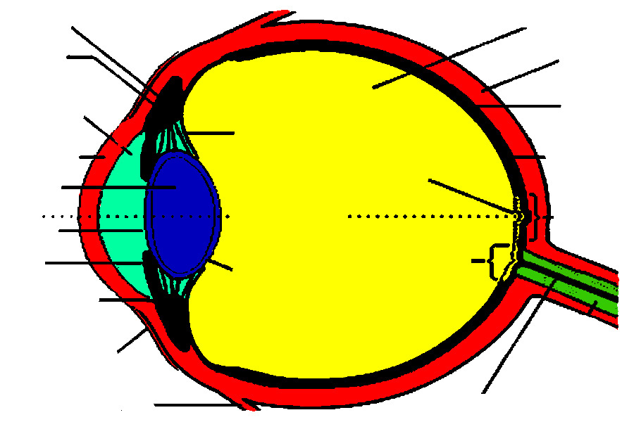 Eye Diagram Unlabeled | Health Image Reference HD