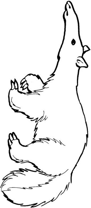 Anteater Drawing - ClipArt Best