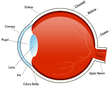Eye Diagram With Labels - ClipArt Best