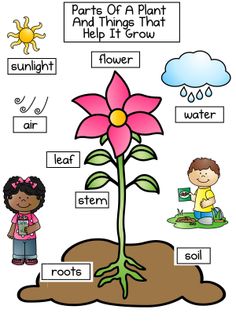 Parts Of A Plant Worksheet Ks1 - ClipArt Best