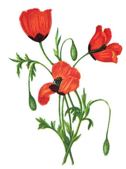 Poppy Drawing - ClipArt Best