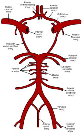 Middle cerebral artery | Radiology Reference Article | Radiopaedia.org ...