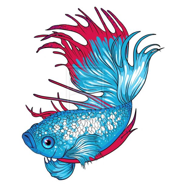 Betta Splendens Clipart - ClipArt Best