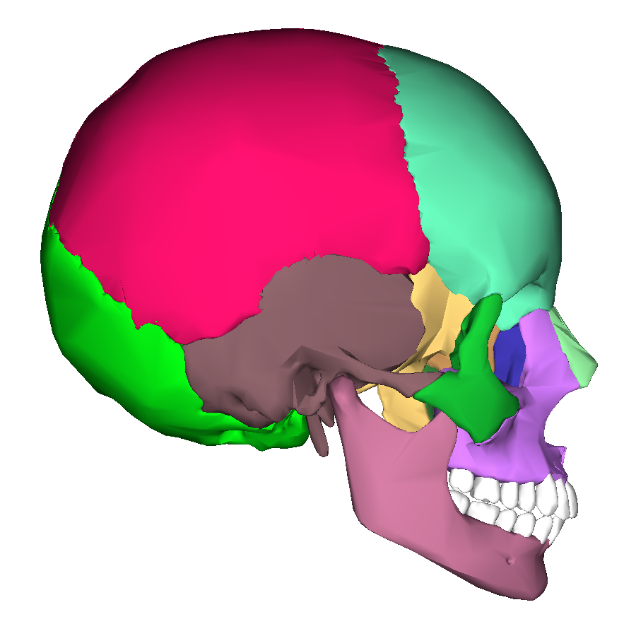 File:Human skull - lateral view2.png - ClipArt Best - ClipArt Best