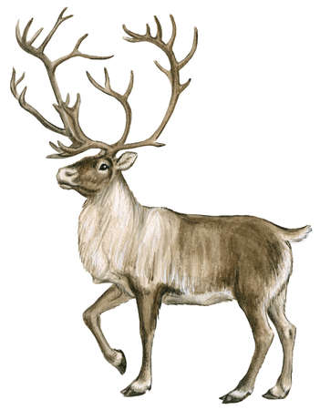 Caribou Drawings - ClipArt Best