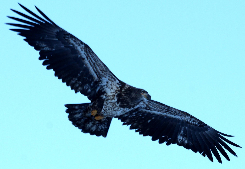 Juvenile Bald Eagle with a full wingspan (IMG_1543a) - a photo on ...